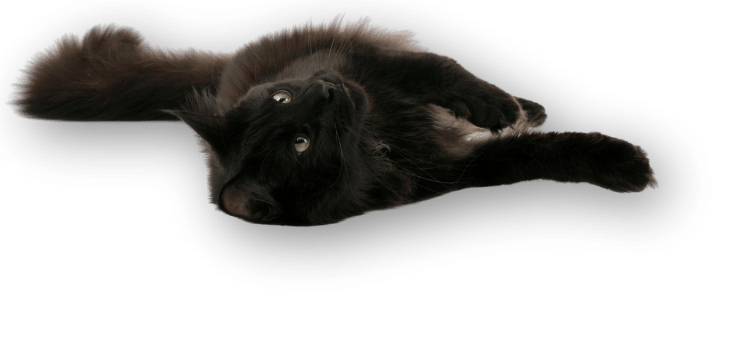 Black Cat 3