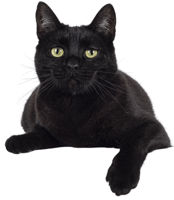 Cat Contact Page
