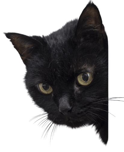 Cat Newsletter Page